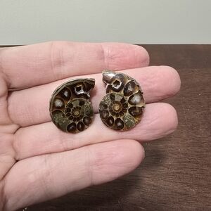 Ammonite Crystal Fossils #A